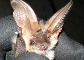 Graues Langohr (Plecotus austriacus) - © Oliver Gebhardt